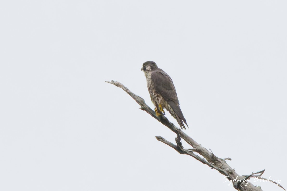 Peregrine Falcon - ML646491875