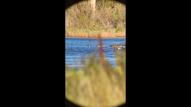 Свиязь - ML646491876