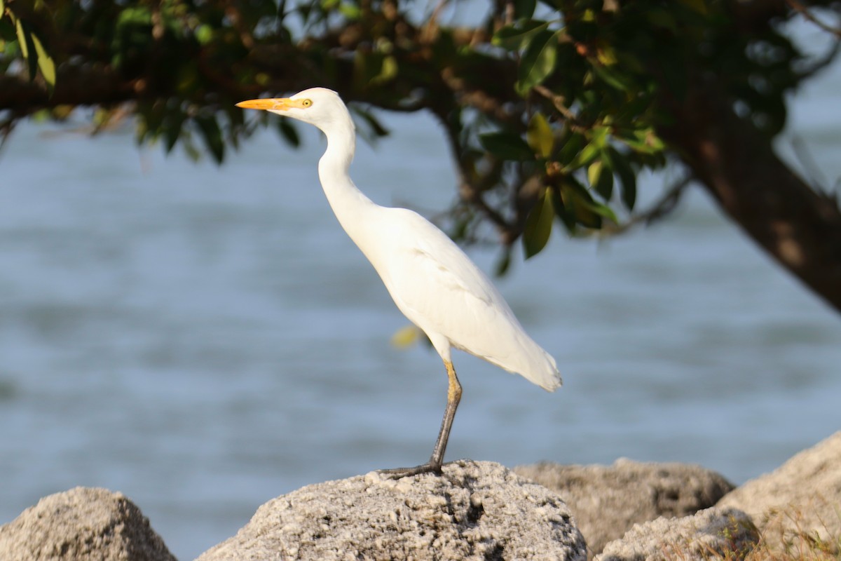 Western Cattle-Egret - ML646491882