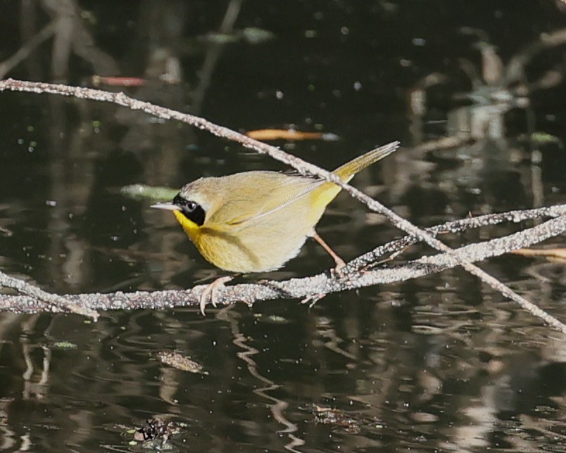Common Yellowthroat - ML646491883