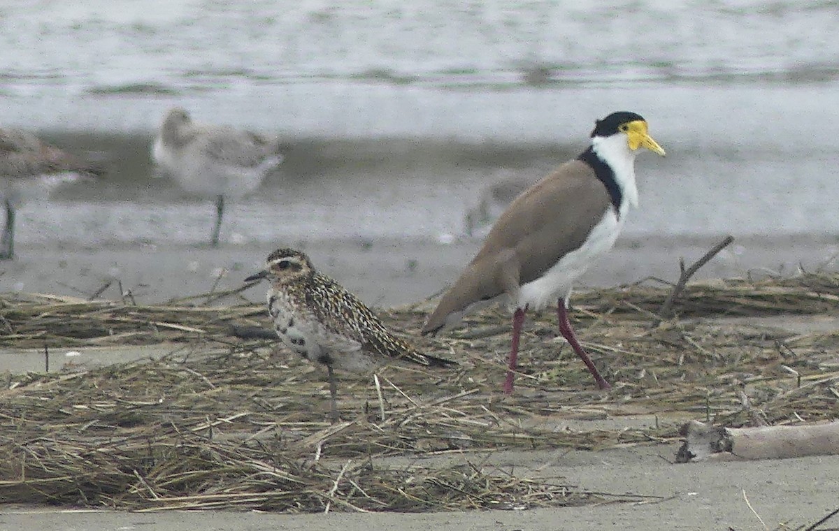 Pacific Golden-Plover - ML646491885