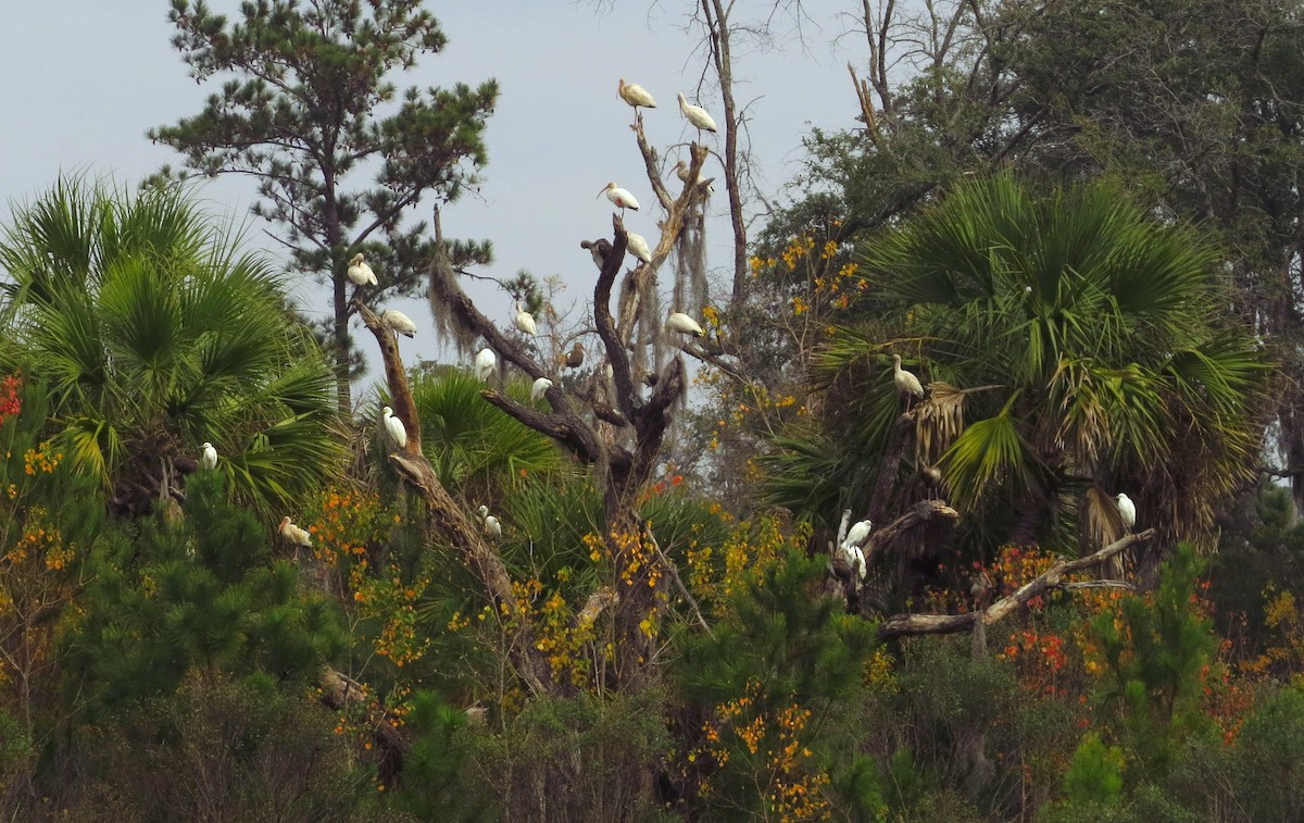 ibis bílý - ML646491886