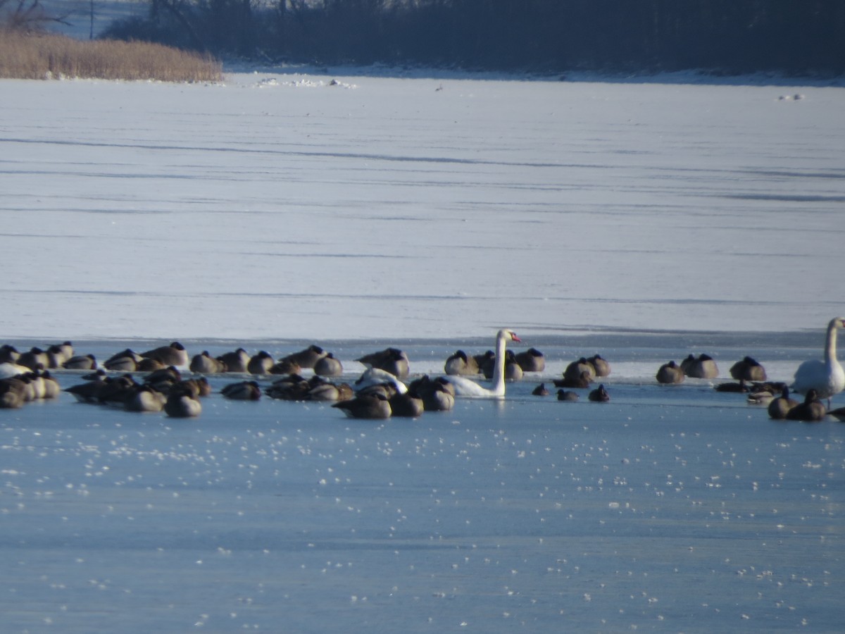 Лебідь-шипун - ML646491890