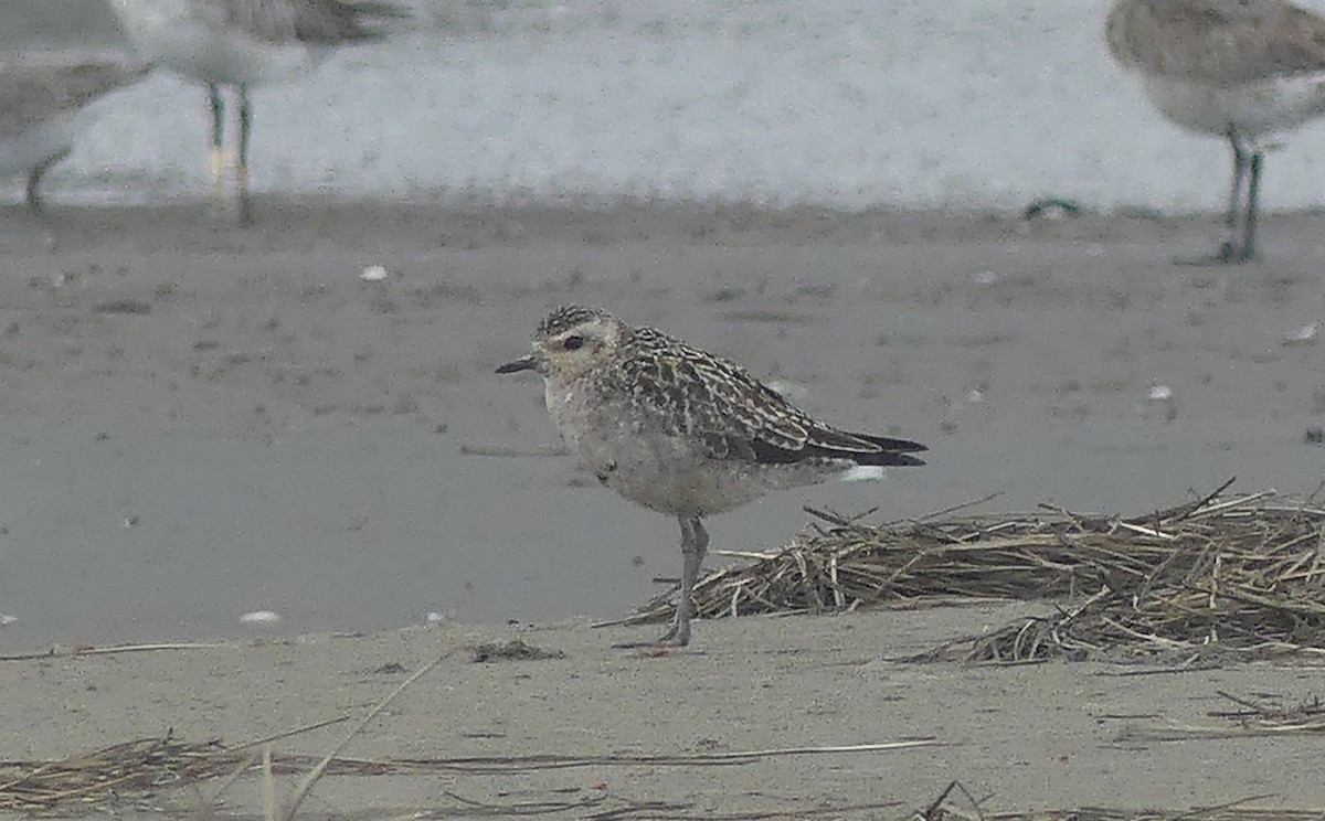 Pacific Golden-Plover - ML646491892