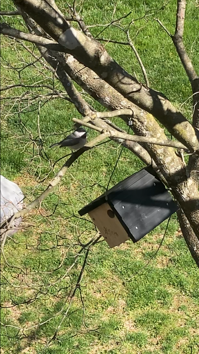 カロライナコガラ - ML646491893