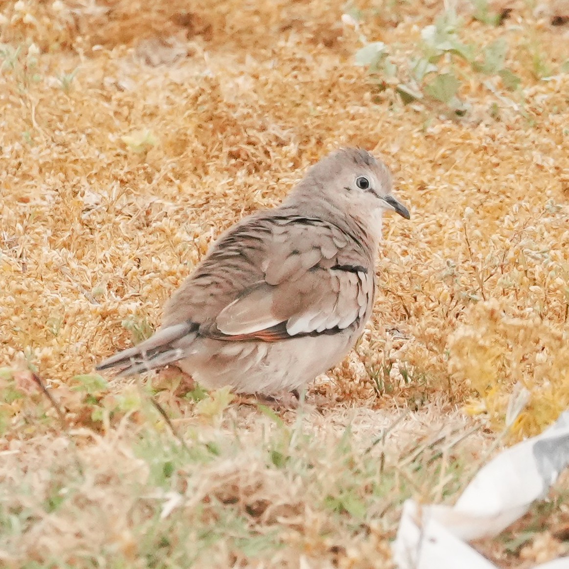 holoubek pikui - ML646491894