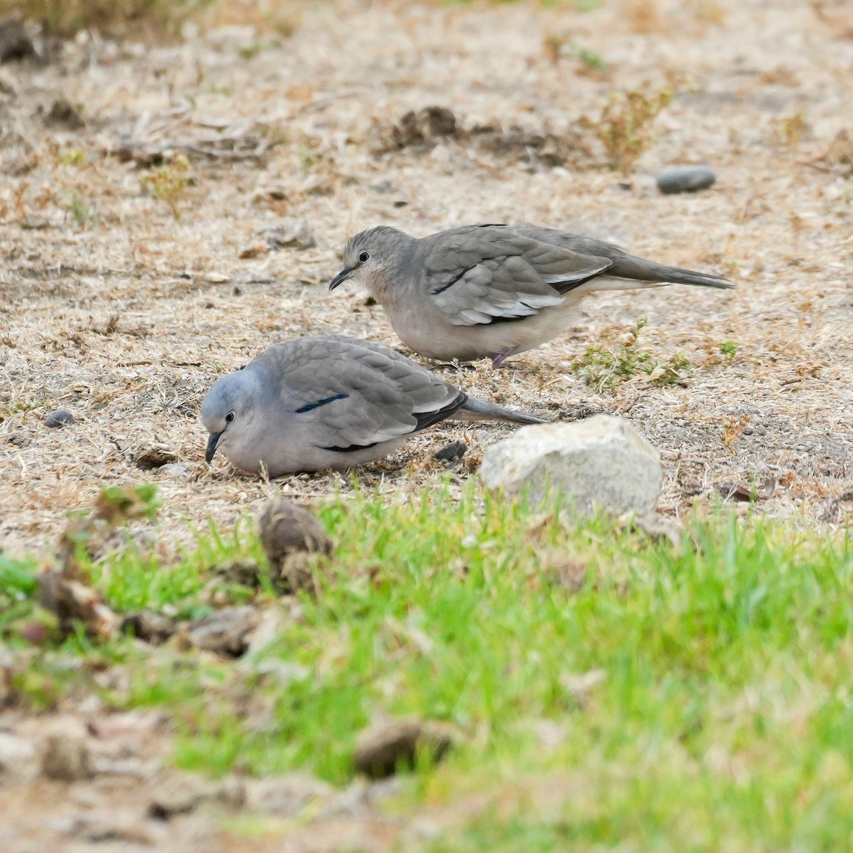 holoubek pikui - ML646491895