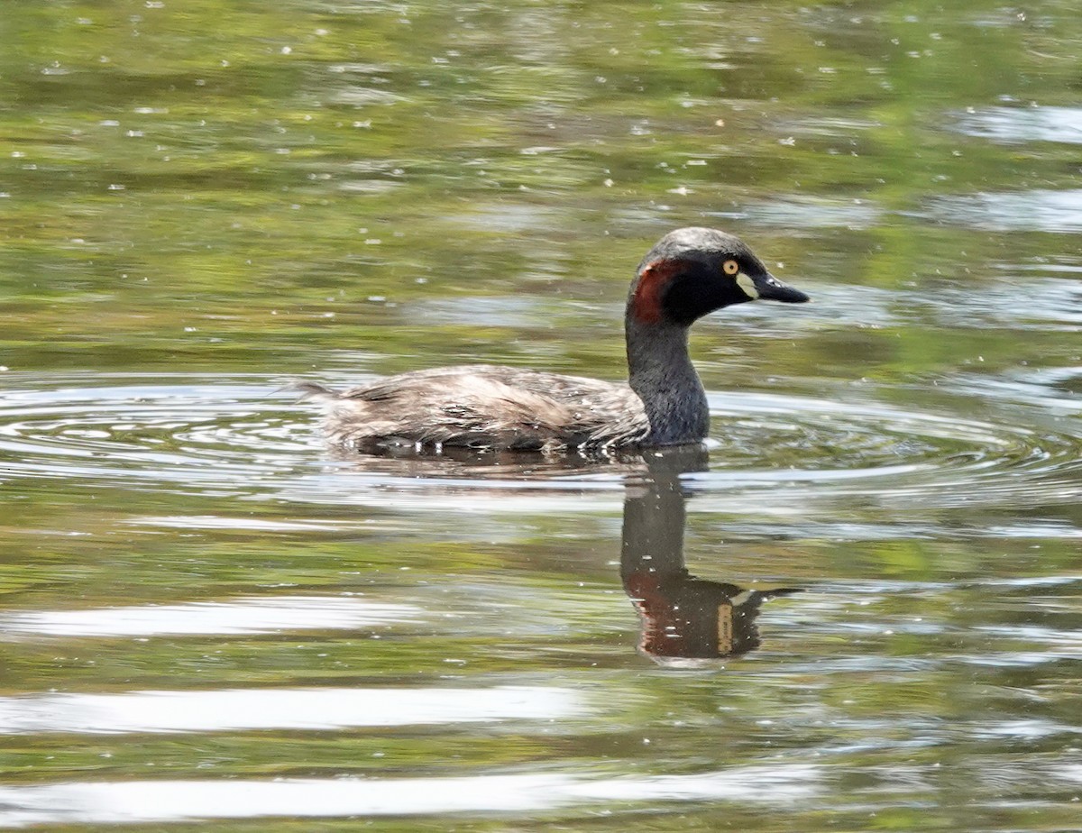 Australasian Grebe - ML646491896