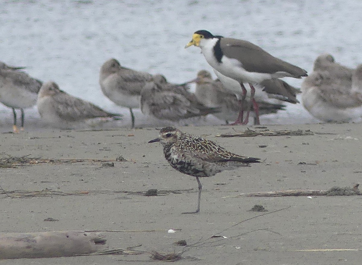 Pacific Golden-Plover - ML646491897