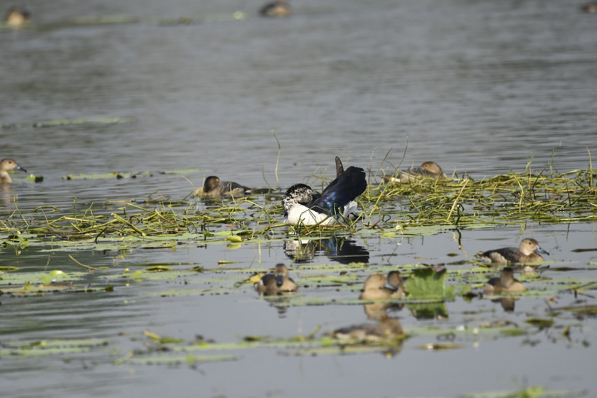 Knob-billed Duck - ML646491905