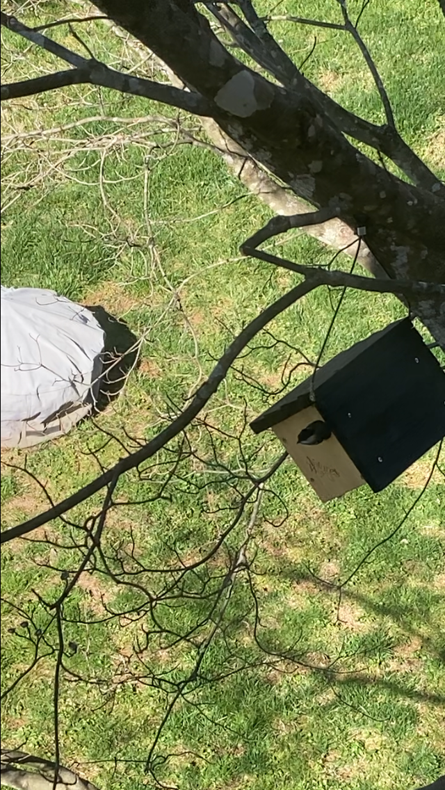 カロライナコガラ - ML646491908