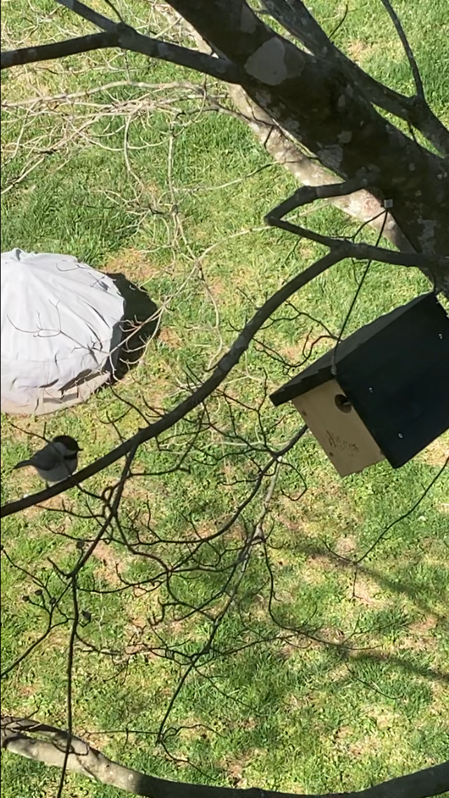 カロライナコガラ - ML646491909