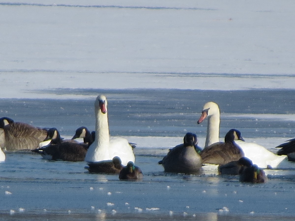 Лебідь-шипун - ML646491910