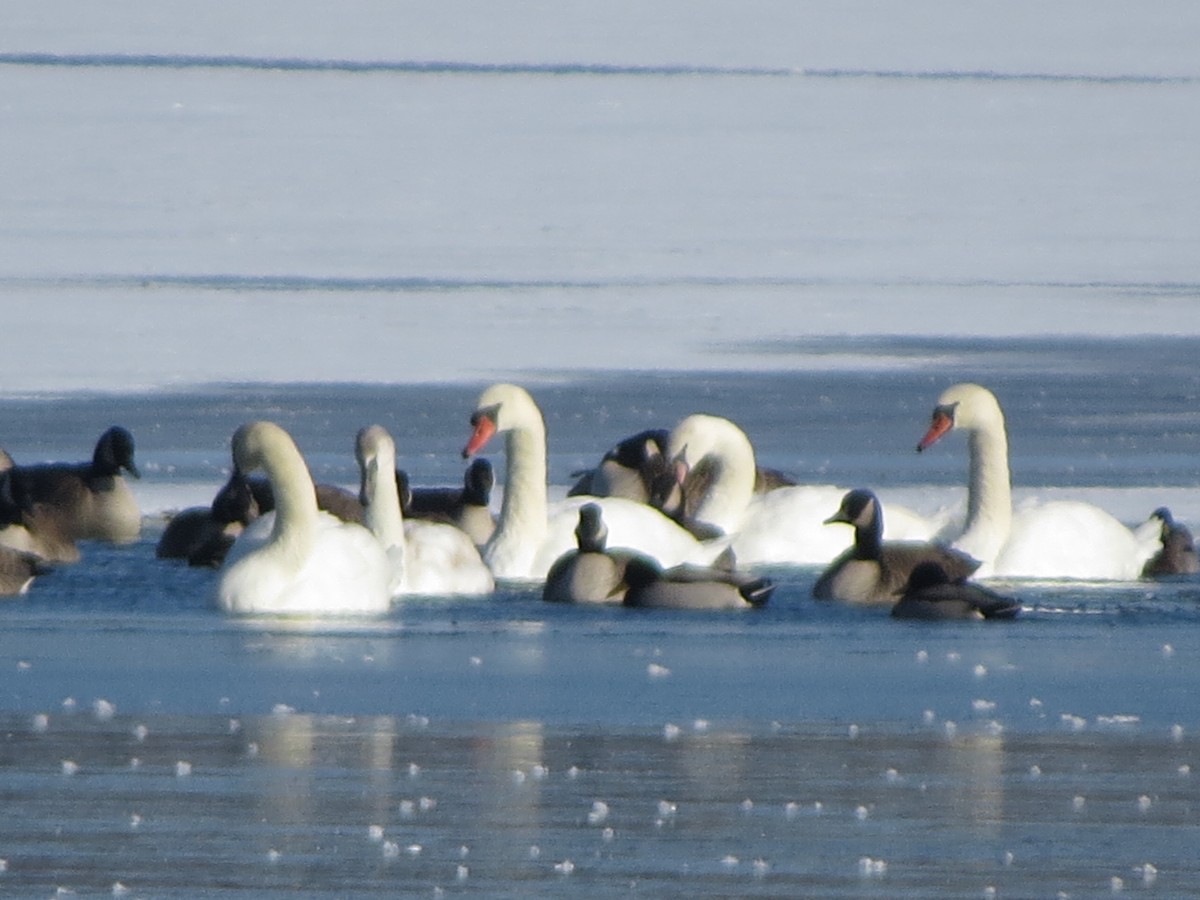 Лебідь-шипун - ML646491911