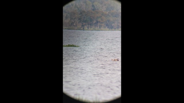 Американская чайка - ML646491914