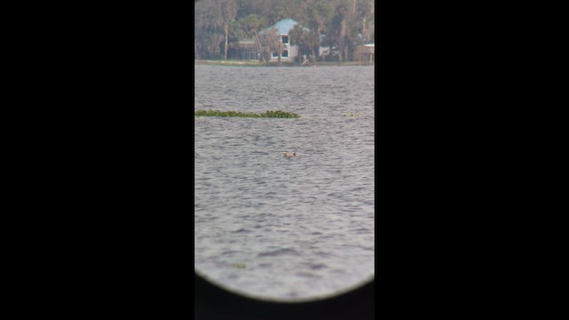 Американская чайка - ML646491915