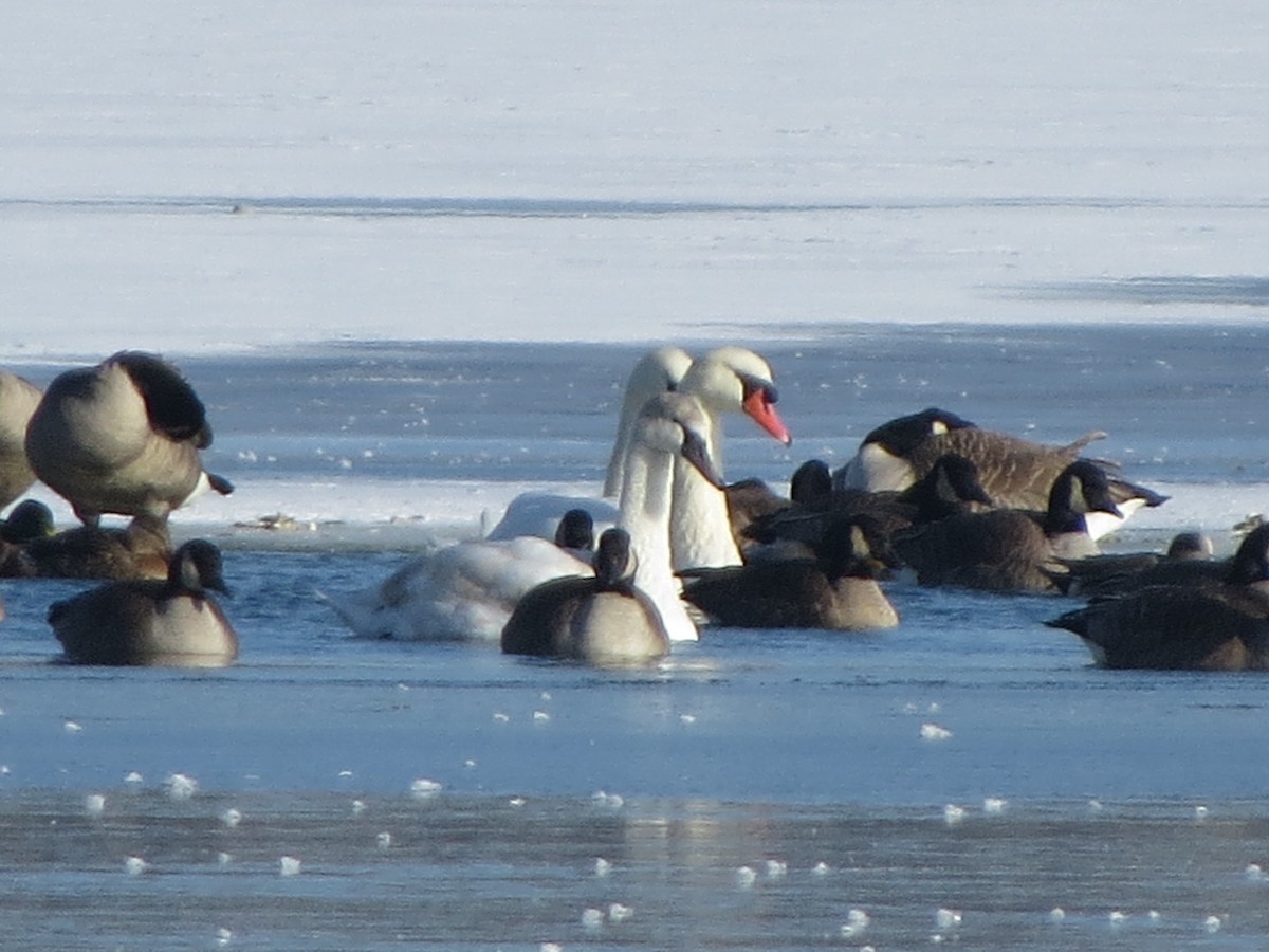 Лебідь-трубач - ML646491916