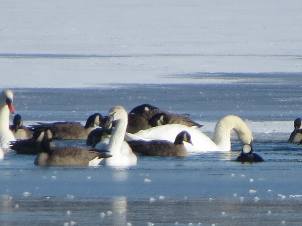Лебідь-трубач - ML646491917