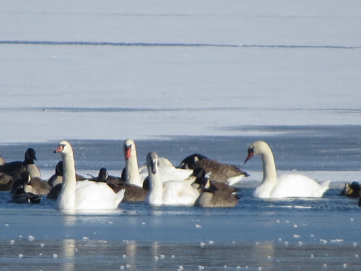 Лебідь-трубач - ML646491918