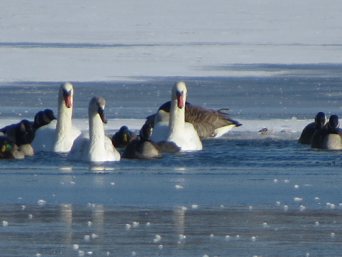 Лебідь-трубач - ML646491920