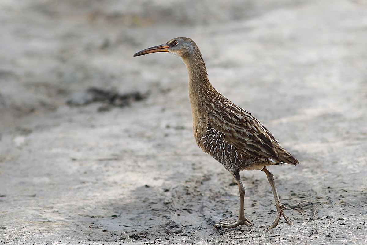 Пастушок королівський - ML646491921