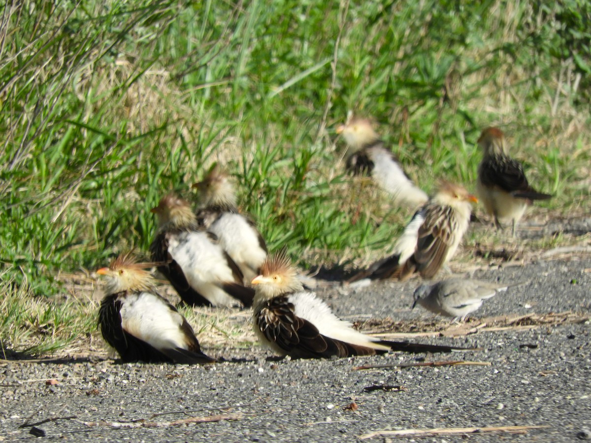 Гуїра - ML646491925