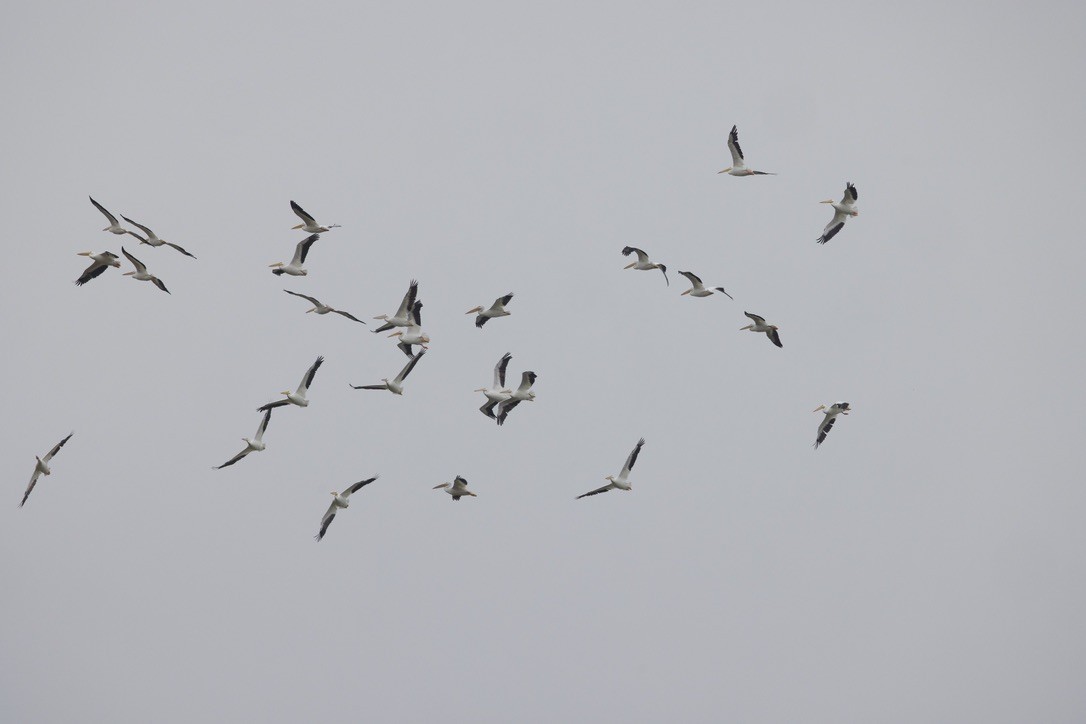 Пелікан рогодзьобий - ML646491927