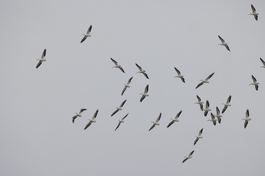 Пелікан рогодзьобий - ML646491928