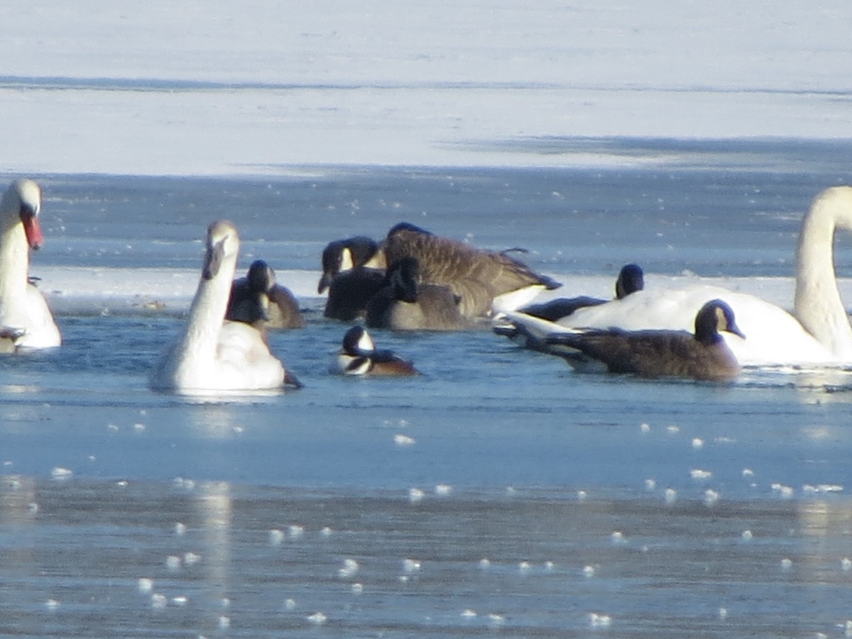 Крех жовтоокий - ML646491930