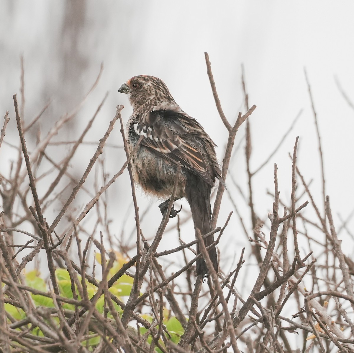 Рара рудохвоста - ML646491941