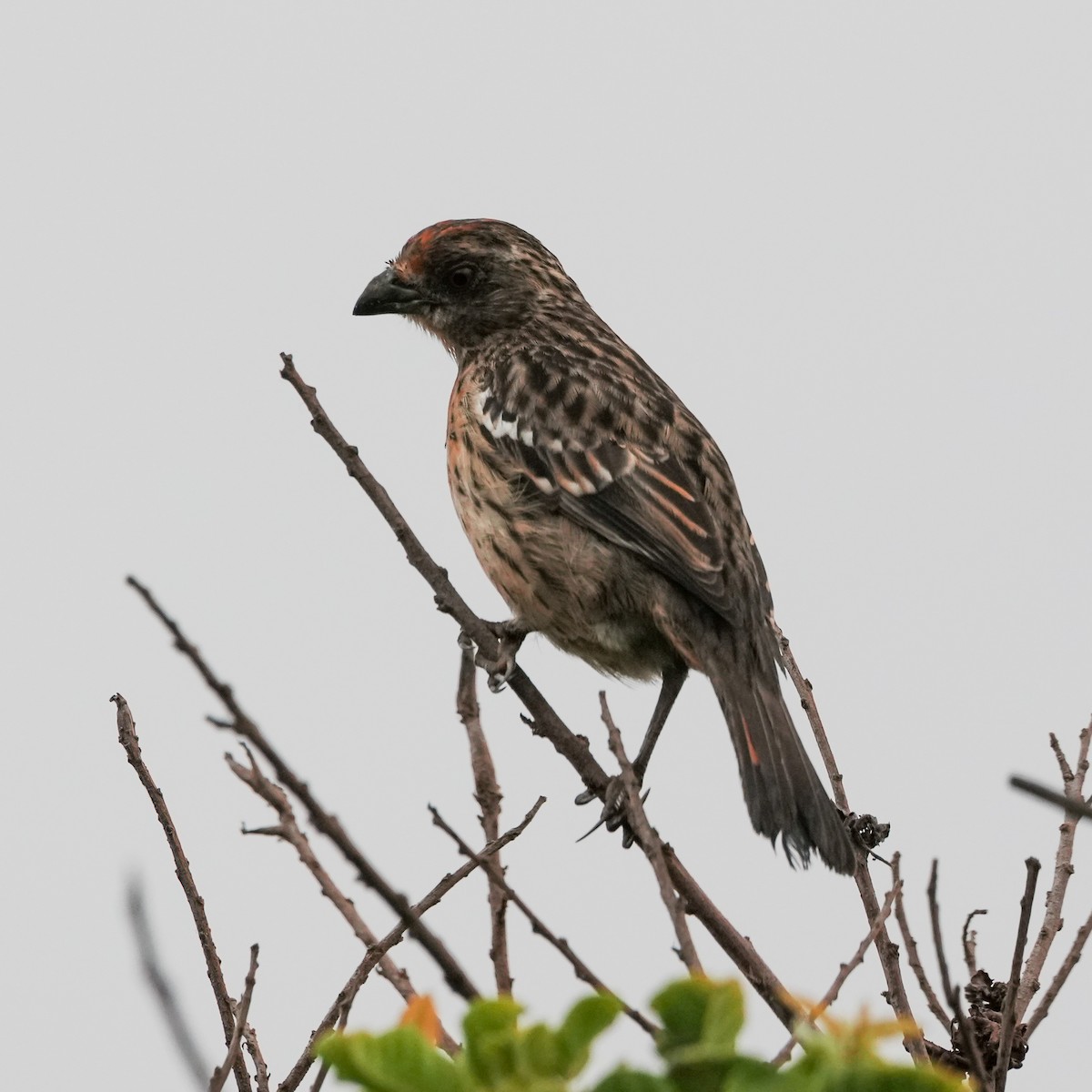 Рара рудохвоста - ML646491942