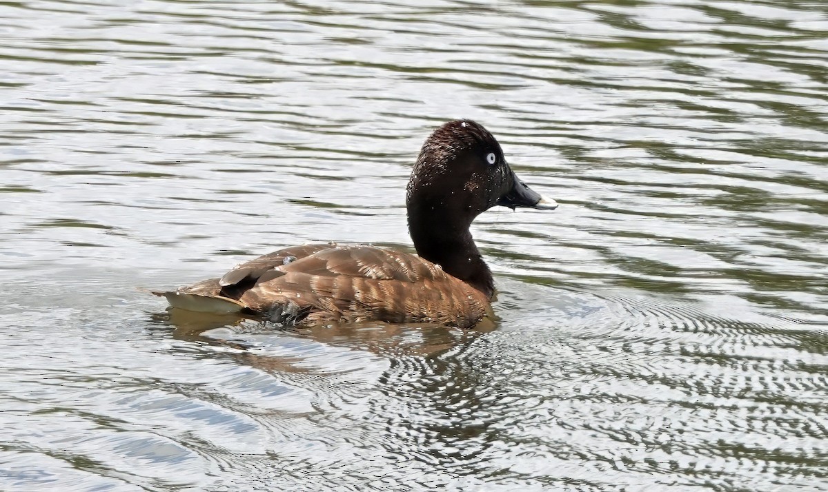 Чернь австралійська - ML646491944