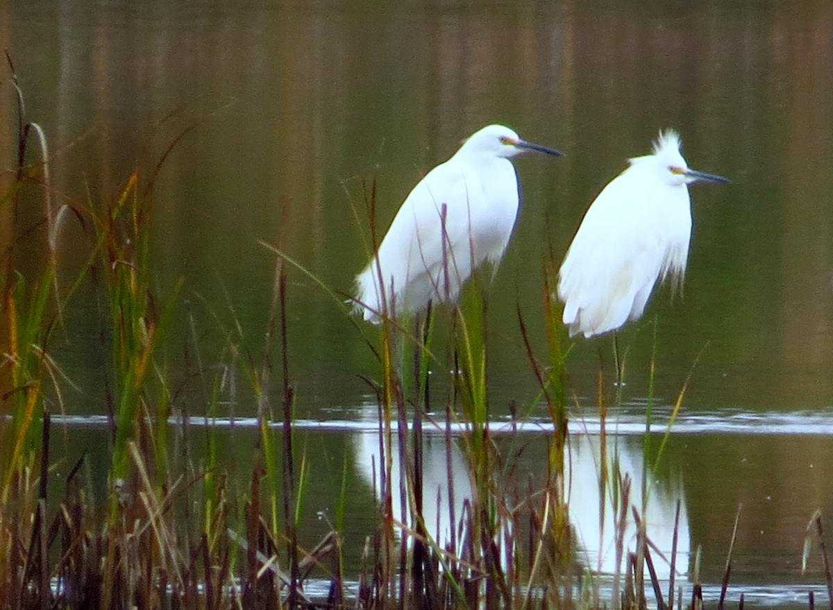 Чепура американська - ML646491945