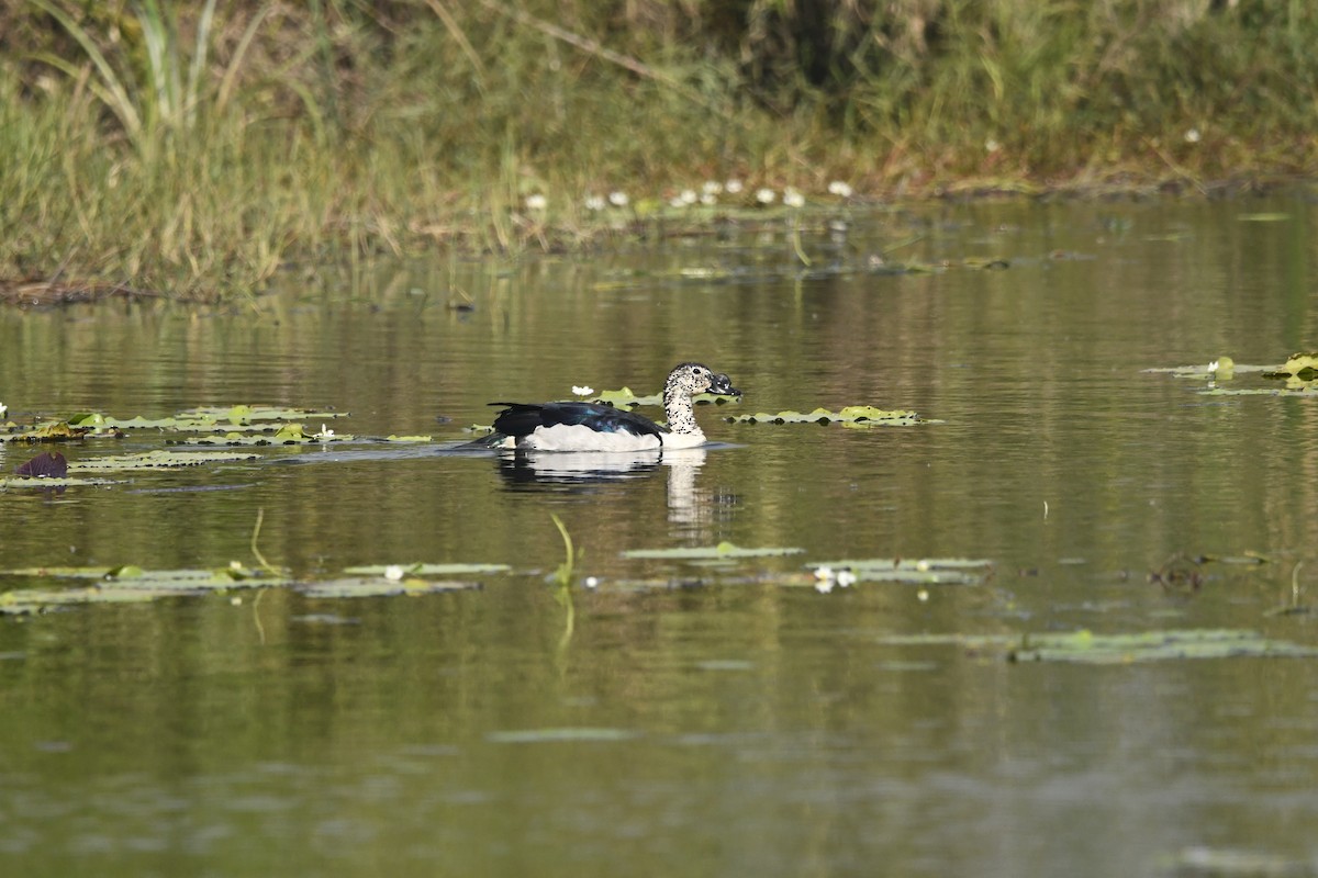 Knob-billed Duck - ML646491948