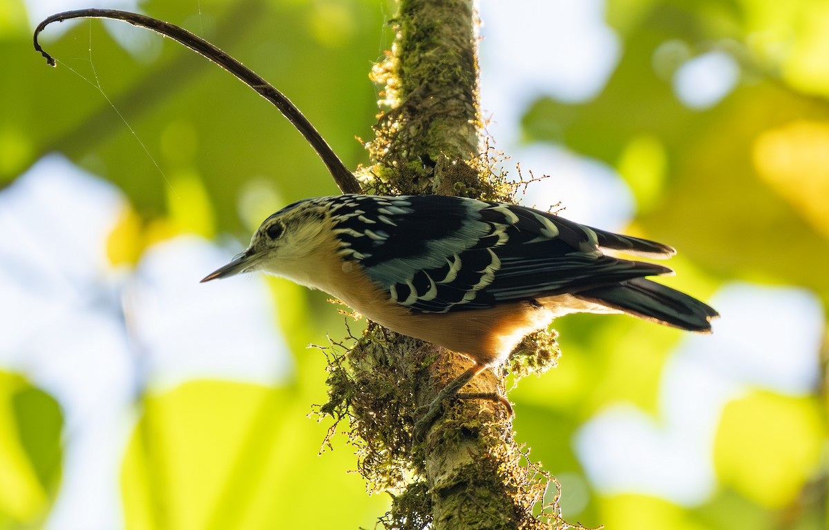 Повзик-білозір - ML646491949