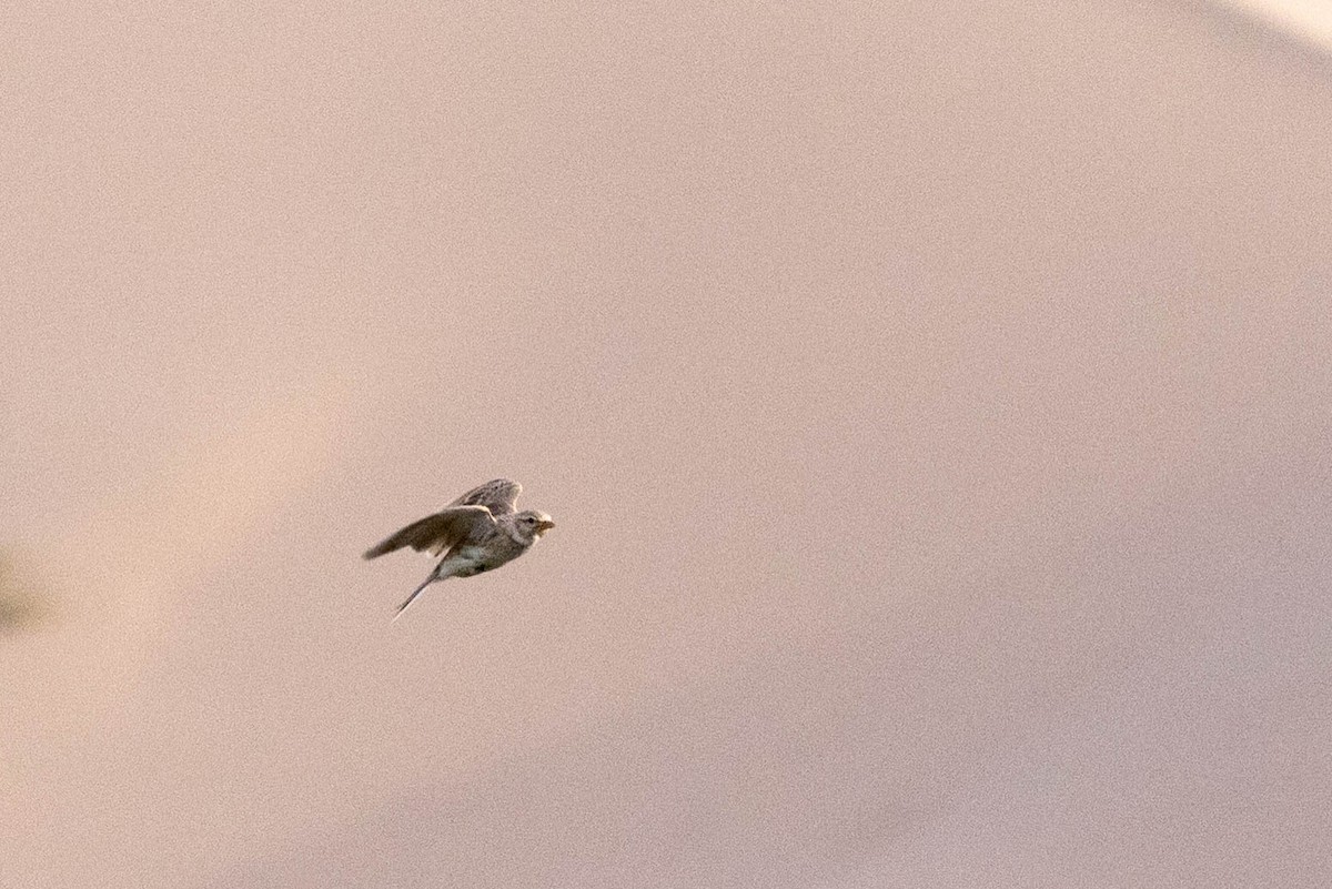 Жайворонок солончаковий - ML646491950