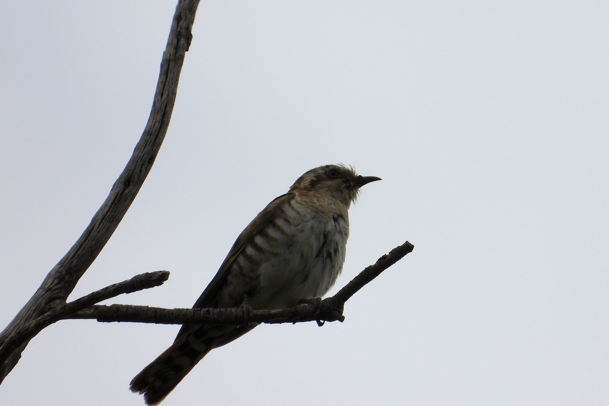 Дідрик рудохвостий - ML646491951