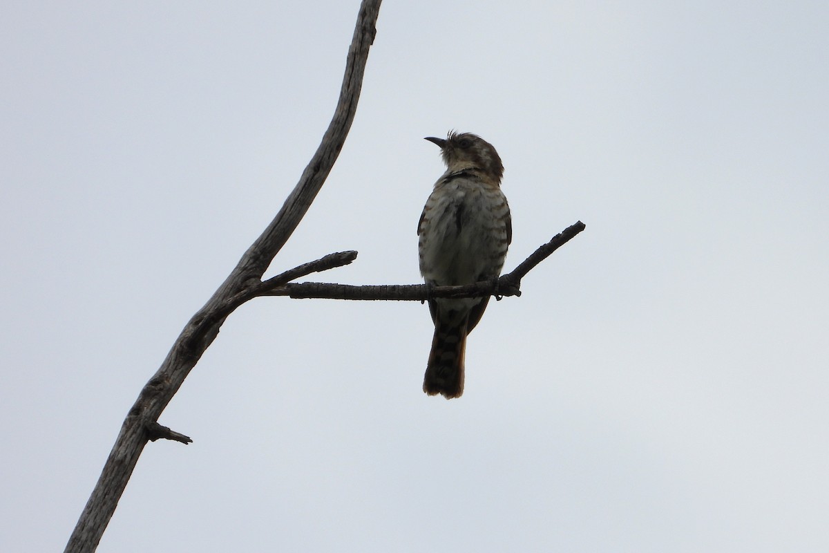 Дідрик рудохвостий - ML646491952