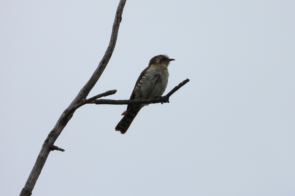 Дідрик рудохвостий - ML646491953