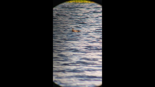 Турпан білолобий - ML646491956