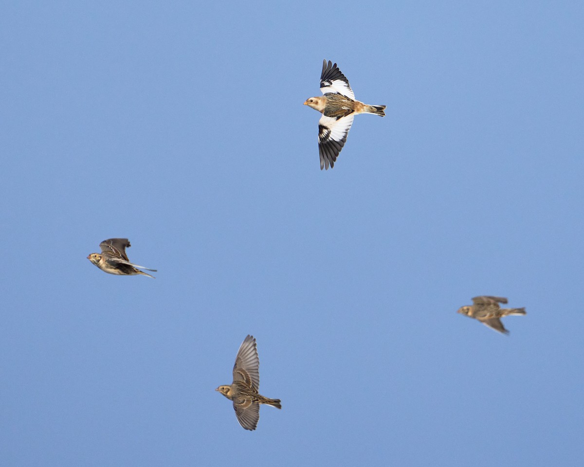 Пуночка снігова - ML646491958