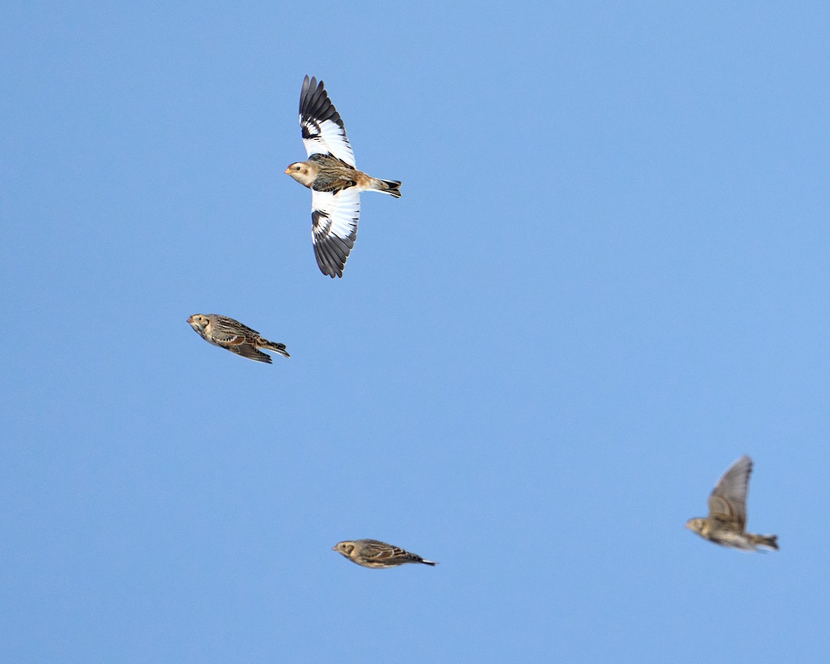 Пуночка снігова - ML646491960