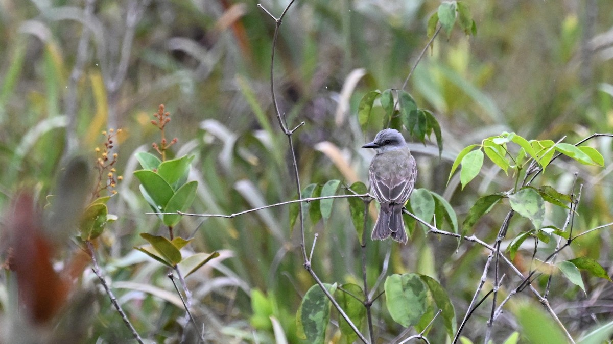 Тиран тропічний - ML646491963