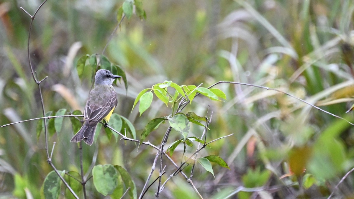 Тиран тропічний - ML646491964