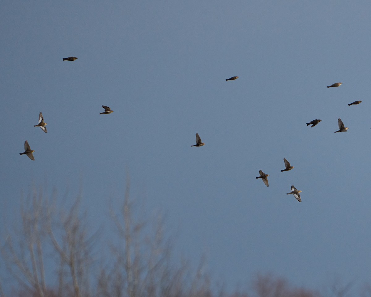 Пуночка снігова - ML646491965