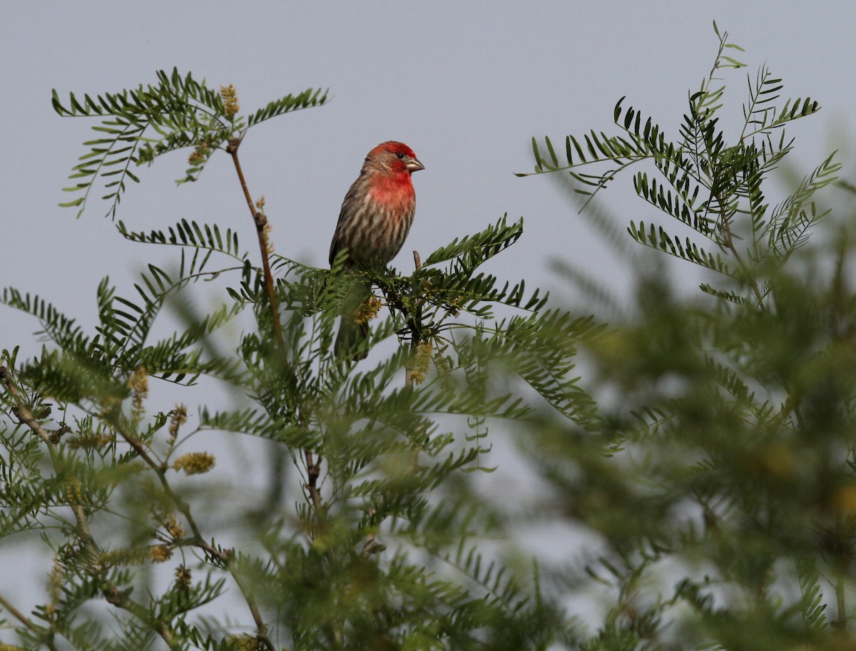 Чечевиця садова - ML646491966