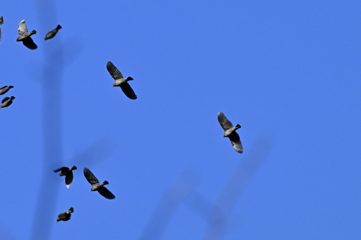 Еполетник червоноплечий - ML646491967