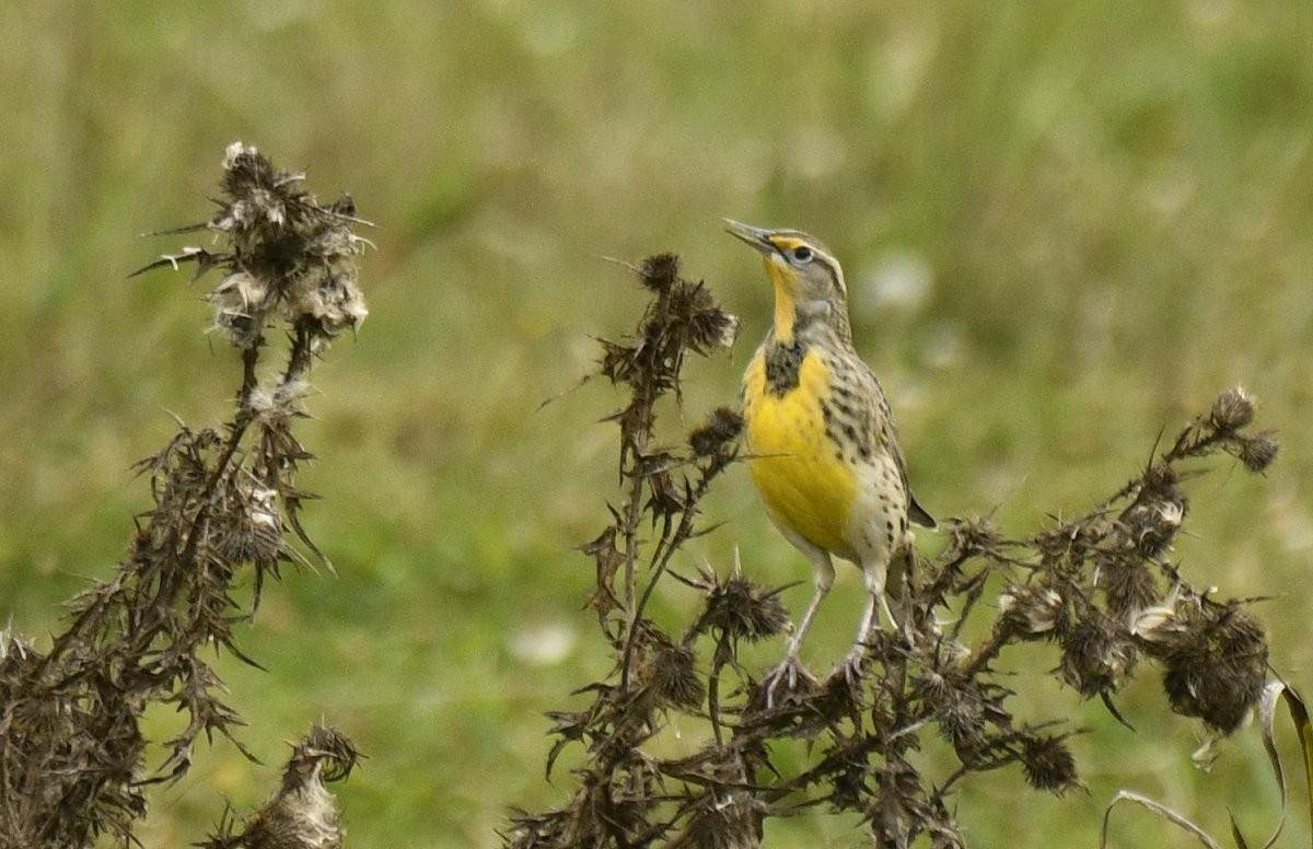 Шпаркос західний - ML646491968