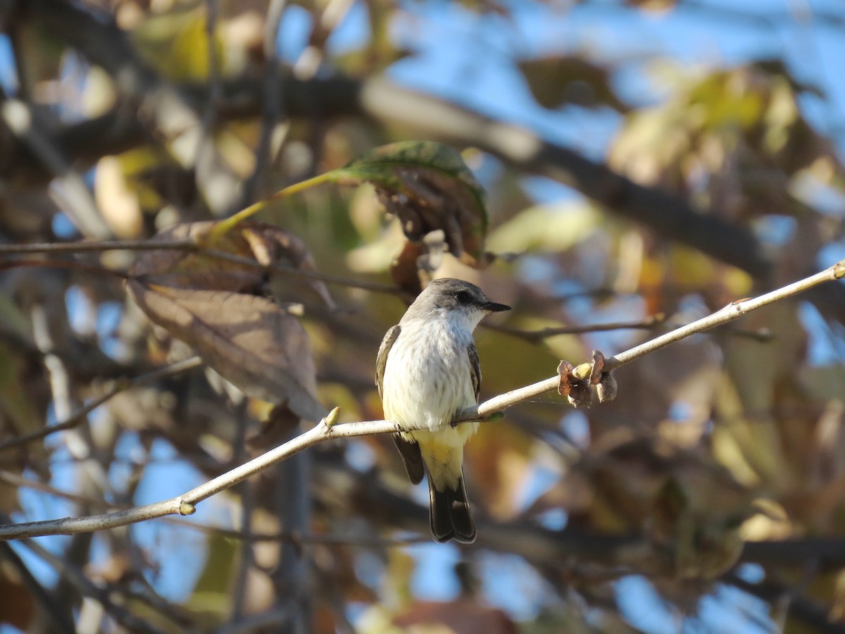 Moucherolle vermillon - ML646491969