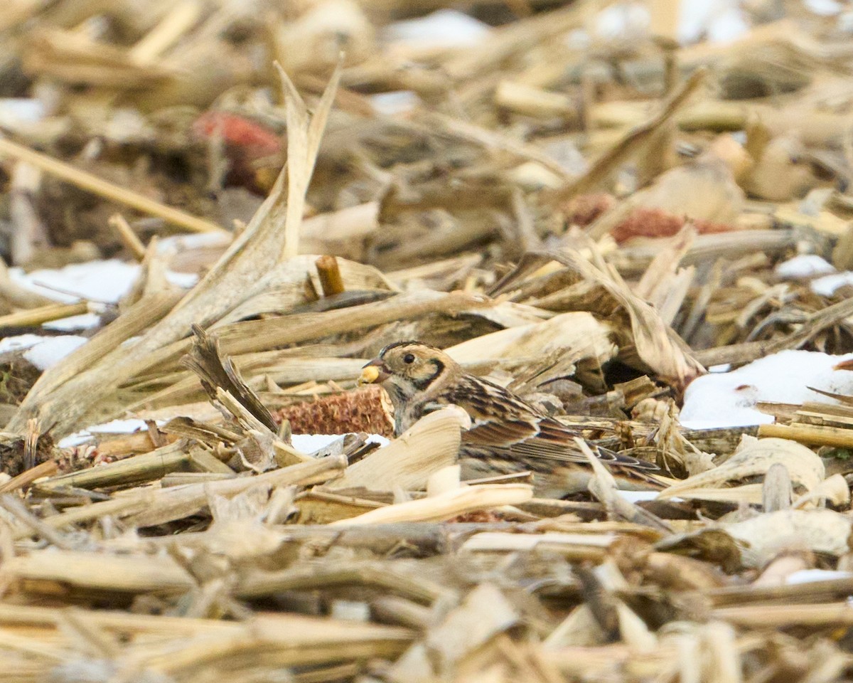 Подорожник лапландський - ML646491970